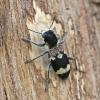 Clerus mutillarius