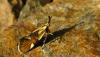 69793 – Photo : Michalke Friedrich – France (14)