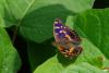 69907 – Photo : Bernard DELEFOSSE – France (07)