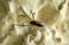 69615 – Photo : Nicolas Alric – France (12)