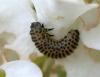 69386 – Photo : Arthropa - Benoit Martha – France (71)