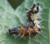 69163 – Photo : Arthropa - Benoit Martha – France (71)