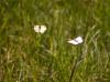 69593 – Photo : Gilles SALAMA – France (81)
