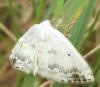 69990 – Photo : clovis – France (62)