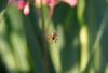 69433 – Photo : Vincent VALLI – France (10)