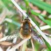 69448 – Photo : YGLO-75 – France (61)