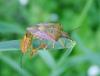 69512 – Photo : Vincent VALLI – France (10)