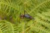 69778 – Photo : Thierry Darmuzey – France (83)