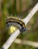 69399 – Photo : Noushka – France (31)