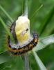 69401 – Photo : Noushka – France (31)