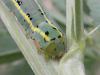 69988 – Photo : Pascal Pertuzon – France (42)