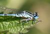 Coenagrion puella