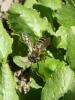 69884 – Photo : Renard Flingueur – France (60)