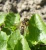 69885 – Photo : Renard Flingueur – France (60)
