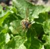 69886 – Photo : Renard Flingueur – France (60)