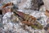 69687 – Photo : Anton – France (06)