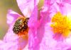 69658 – Photo : Jean-Claude Jamoulle – France (06)
