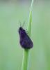 69360 – Photo : Vincent VALLI – France (10)