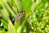 69074 – Photo : Nicolas Alric – France (12)