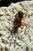 69071 – Photo : Nicolas Alric – France (12)