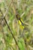 69075 – Photo : Nicolas Alric – France (12)