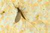69078 – Photo : Nicolas Alric – France (12)