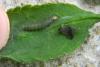 69131 – Photo : Nicolas Alric – France (12)