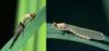 Coenagrion puella