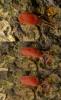 69461 – Photo : Pascal Vigneron – France (52)