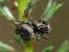 69718 – Photo : Sylvain Houpert – France (77)