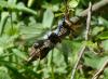 69723 – Photo : Remy GENTNER – France (67)