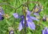 69951 – Photo : Noushka – France (31)