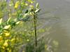 69269 – Photo : Noushka – France (31)