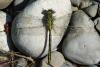 69563 – Photo : Bernard DELEFOSSE – France (26)
