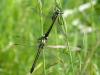 69755 – Photo : Remy GENTNER – France (67)