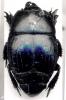69239 – Photo : Carabus – France (66)