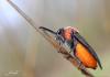 69353 – Photo : Noushka – France (31)