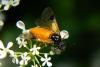 69637 – Photo : Nicolas Alric – France (12)