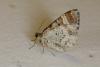 69413 – Photo : Paul Cabrol – France (09)
