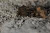 69605 – Photo : Paul Cabrol – France (09)
