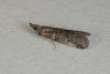 69711 – Photo : Paul Cabrol – France (09)