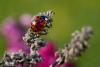 69510 – Photo : Patrick Nourdin – France (22)