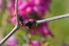 69530 – Photo : Patrick Nourdin – France (22)