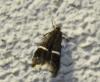 69631 – Photo : alain Roujas – France (31)