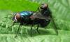 69328 – Photo : Elisabeth A. Harris – Royaume-Uni