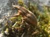 69516 – Photo : Arp – France (17)