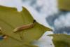 69010 – Photo : Dominique THAUVIN – France (45)