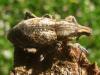 69518 – Photo : Arp – France (17)