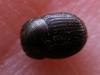 69261 – Photo : Yves Bas – France (34)