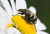 69856 – Photo : Joseph Rezeau – France (35)